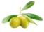 OlivePiccole.png